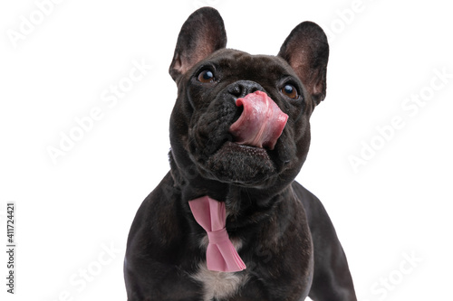french bulldog dog licking his nose and wearing pink bowtie