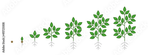 Plant growth stages. Growing period steps. Harvest animation progression. Fertilization phase. Cycle of life. Vector infographic set.