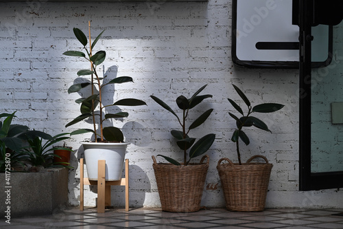 Tableau sur toile Modern houseplants Ficus Elastica Burgundy or rubber plant in rattan basket at stylish home decor