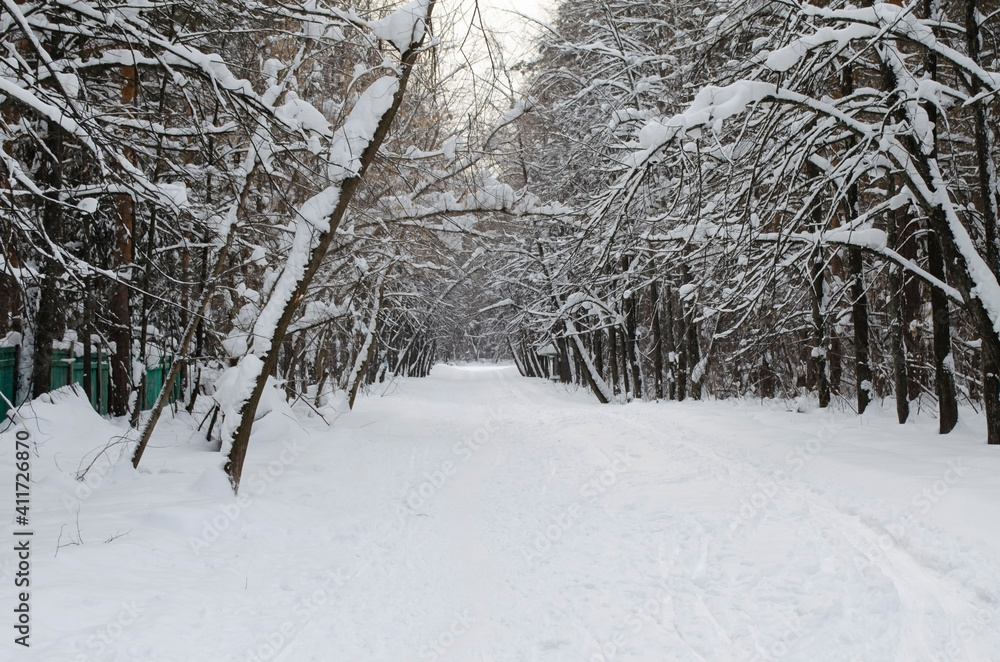 winter forest in the snow winter forest in the snow