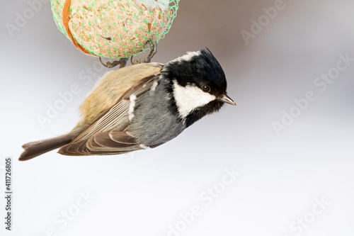 Fototapete Tiny songbird hanging on a fat ball on a cold winter day
