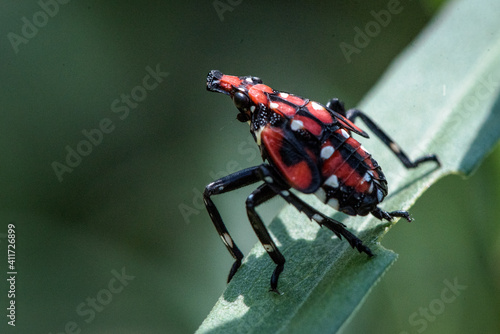 spotted lanternfly nymph