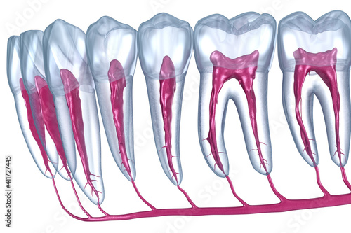 Dental root anatomy, Xray view. Medically accurate dental 3D illustration photo