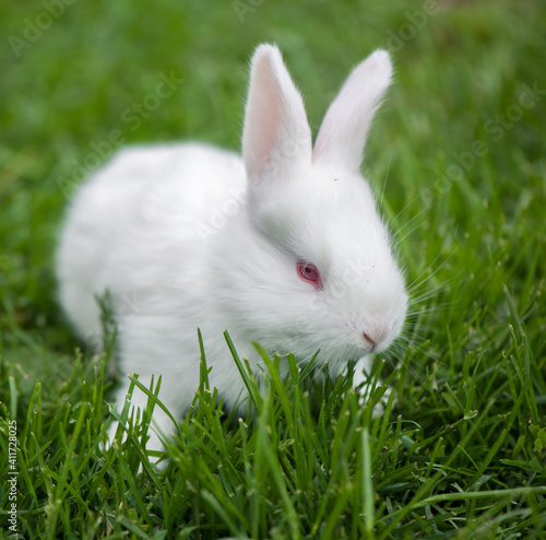 Baby white rabbit in spring green grass background