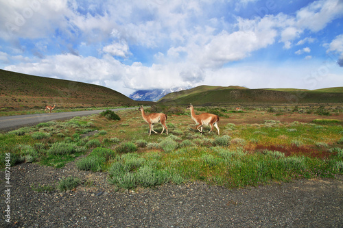 Lama in Torres del Paine National Park  Patagonia  Chile