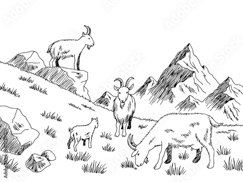 Goat feeding grass meadow mountains graphic black white sketch illustration vector