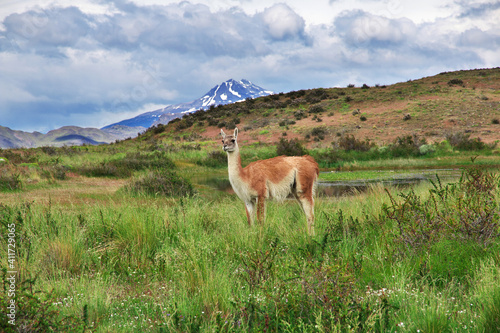 Lama in Torres del Paine National Park  Patagonia  Chile