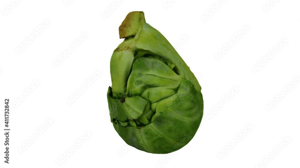 Realistic render of a rotating Brussels Sprout on white background. The video is seamlessly looping, and the 3D object is scanned from a real bud.
Realistic render of a rotating Brussels Sprout on white background. The video is seamlessly looping, and the 3D object is scanned from a real bud.