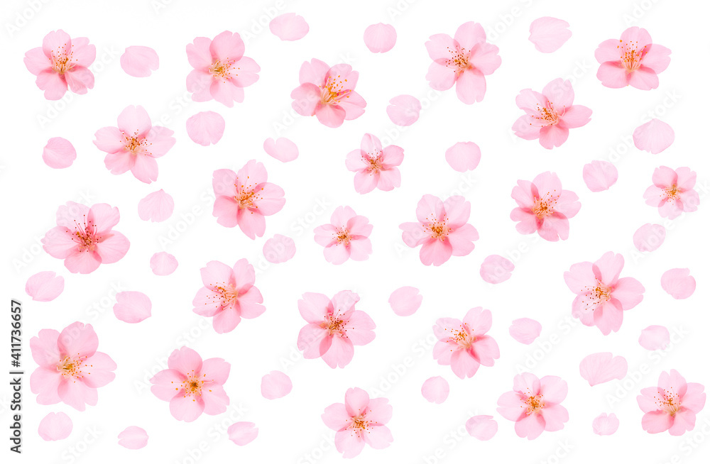 Cherry blossom background Spring flower image Cherry blossom background Spring flower image