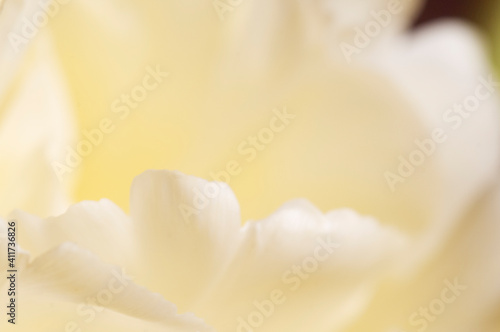 Fototapeta Naklejka Na Ścianę i Meble -  Tulip flower fragment macro