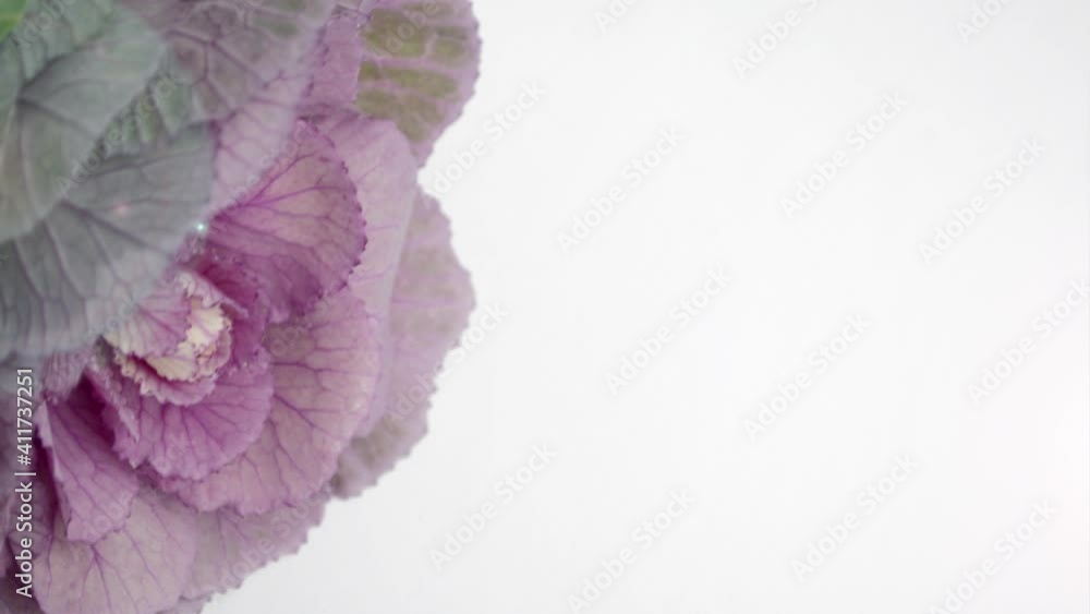 Decorative purple cabbage flower. Video template. Decorative purple cabbage flower. Video template.