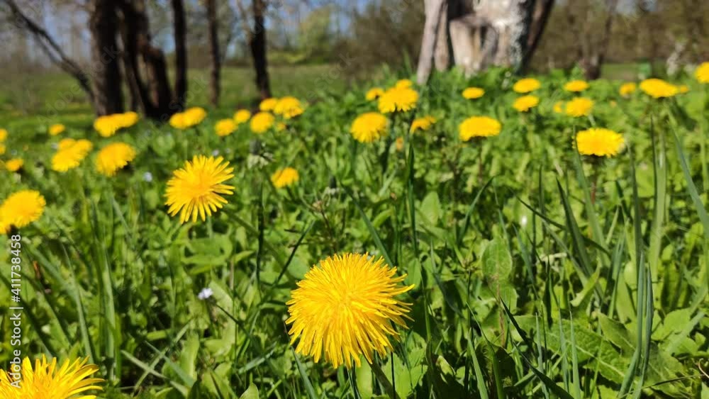 Dandelion flowers in sunny day in spring garden. Spring nature in countryside. Dandelion flowers in sunny day in spring garden. Spring nature in countryside.