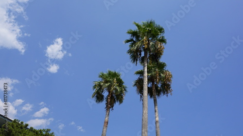 Palms