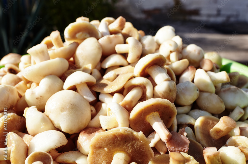 Clean, peeled Suillus mushrooms in bowl Clean, peeled Suillus mushrooms in bowl