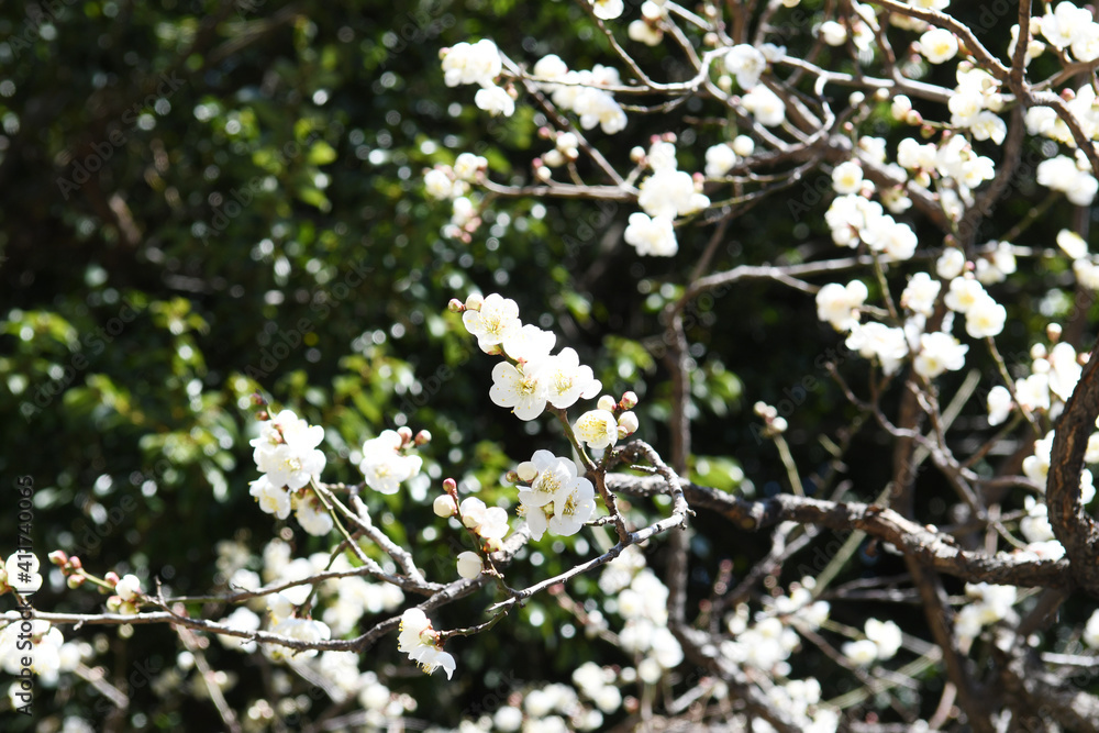 Obraz premium 白い花 白梅