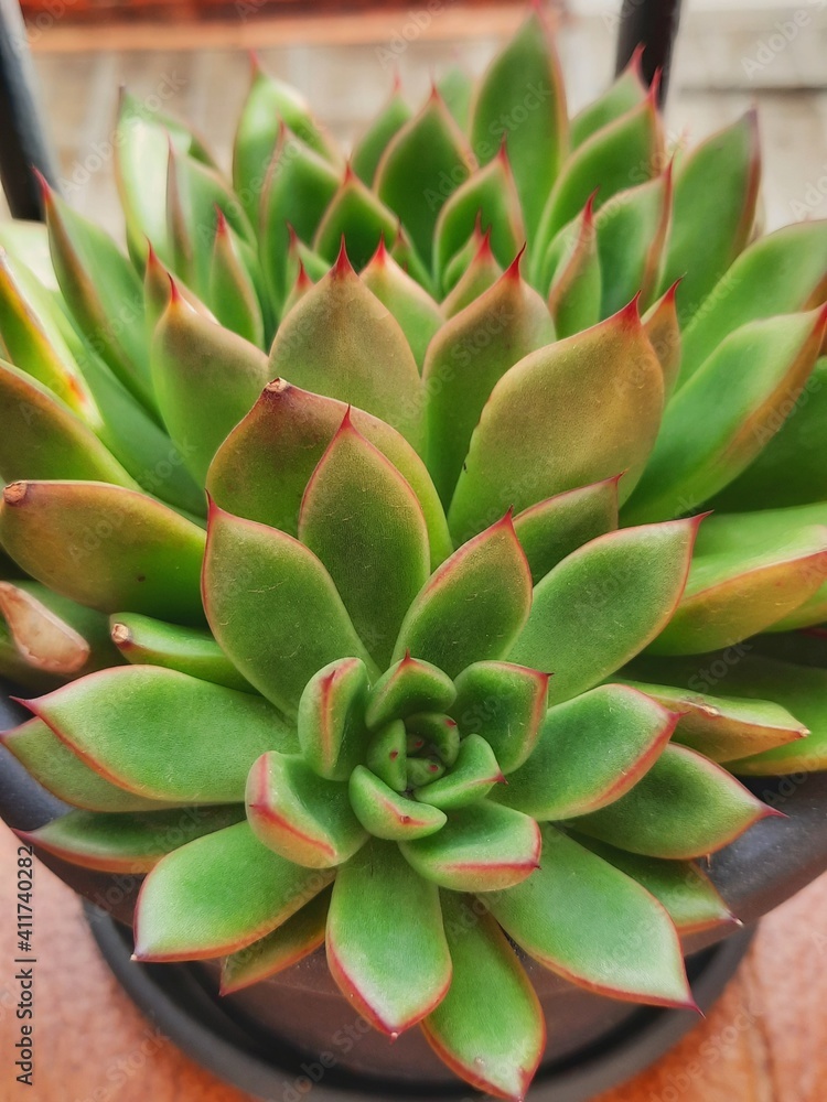 Green colored echeveria plant giving it sunlight Green colored echeveria plant giving it sunlight