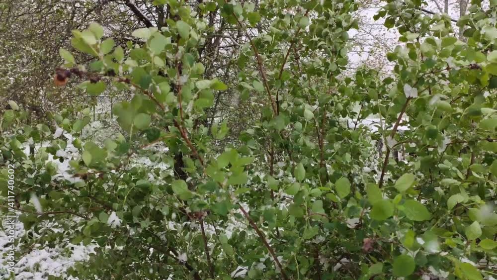 Snow on blooming trees in garden. Anomaly snowfall in May. Snow on blooming trees in garden. Anomaly snowfall in May.