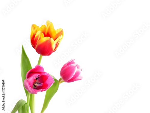 Tulips. Bouquet of red  yellow and pink flowers isolated on white. Holiday background with copy space.