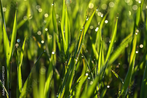 Green stalks of emerging grain with drops of morning dew. Spring in the countryside. Dew drops in the sun