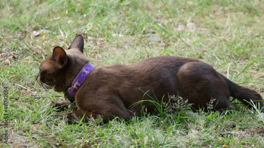 brown cat sitting with grass in garden brown cat sitting with grass in garden