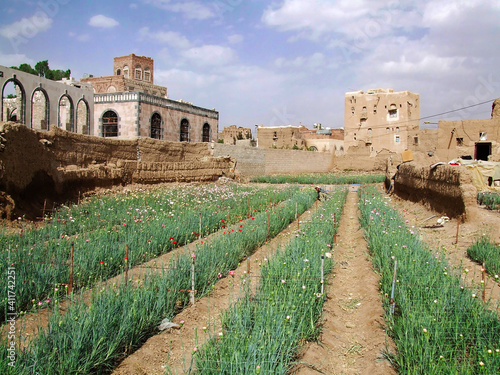 Flower farm in Al Rawda, Sana'a, Yemen photo