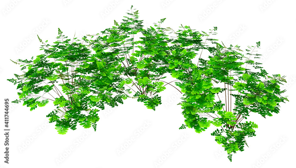 3D Rendering Maidenhair Plant on White 3D Rendering Maidenhair Plant on White