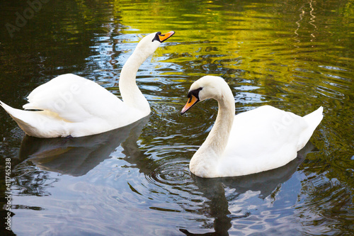Two white swans are swimming in the lake. This is Love. The concept of eternal love and loyalty