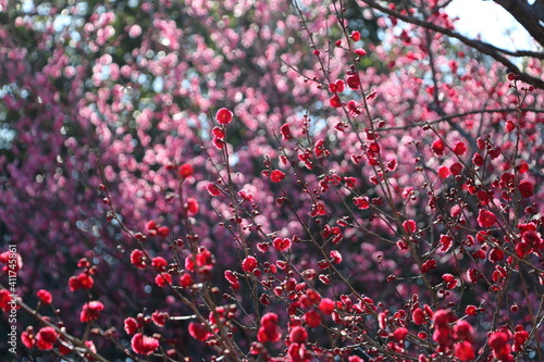 緋梅系の赤い梅と背景にピンクの梅【2月】 