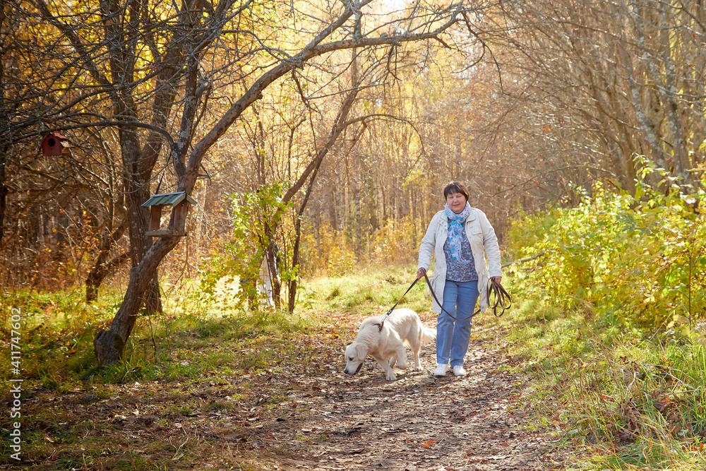 A plump woman with a white Labrador dog walking in a Park or forest on a Sunny autumn day.