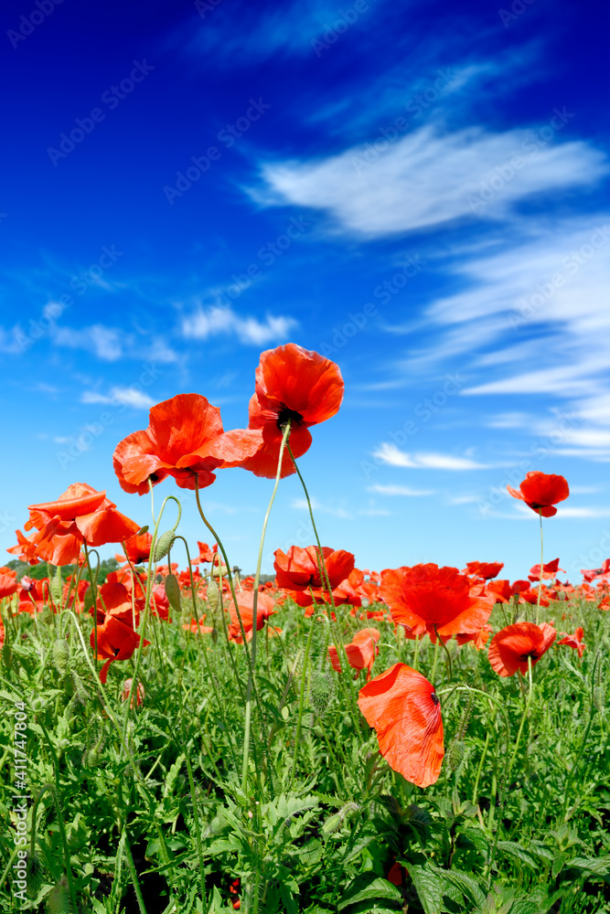Obraz premium Idyllic view, meadow with red poppies blue sky in the background