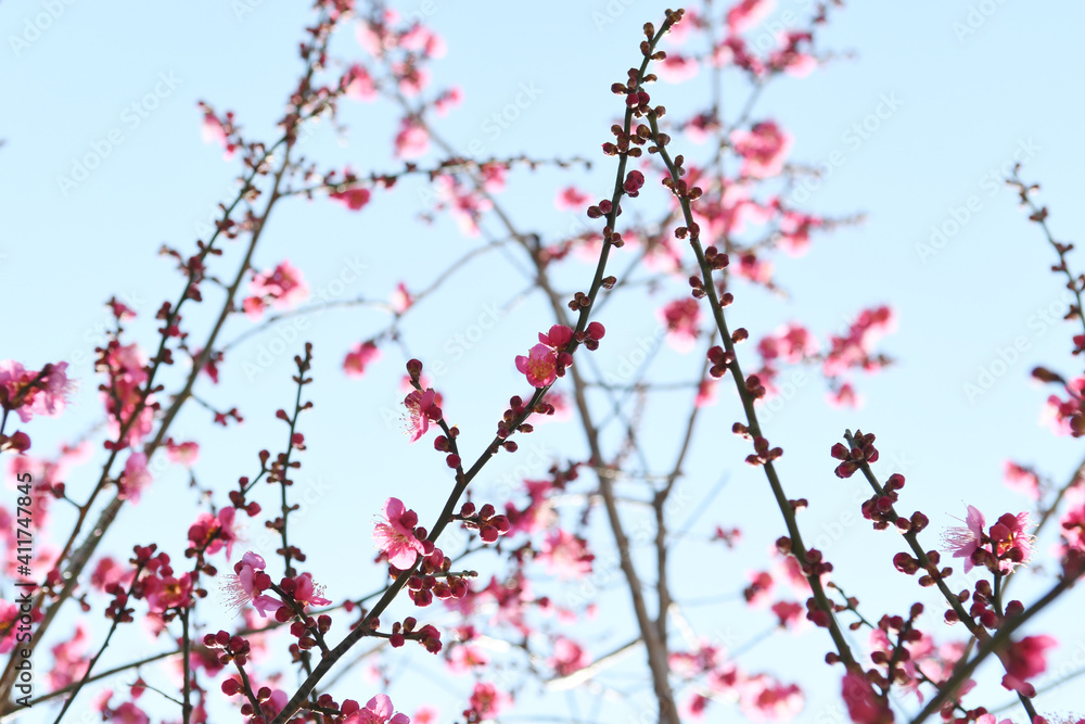 ピンクの花 紅梅 ピンクの花 紅梅