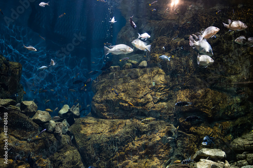 【水族館】淡水魚の巨大水槽 photo