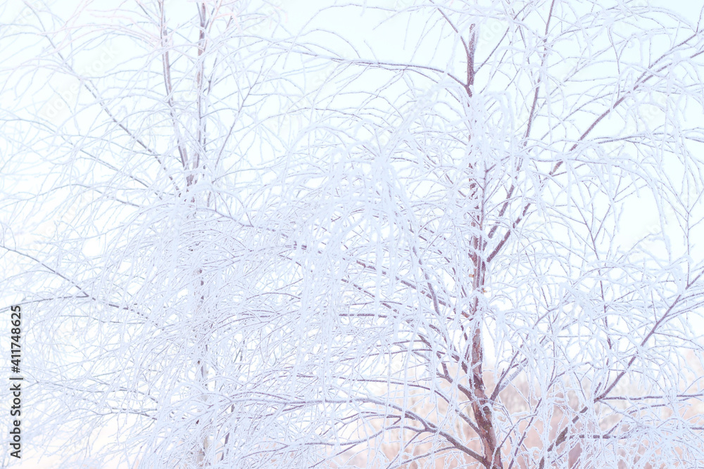birch tree covered in snow at wintertime birch tree covered in snow at wintertime