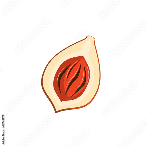 Nutmeg fruit - pulp, mace and seed. Vector illustration of cartoon flat icon isolated on white.