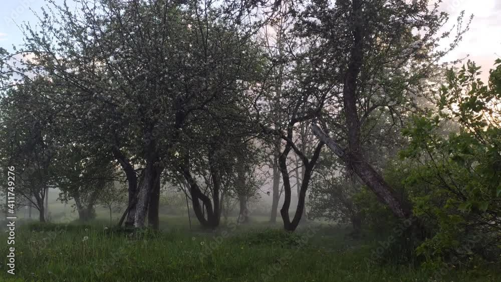 Evening mist in spring garden. Fruit tree branches. Nature details in countryside. Evening mist in spring garden. Fruit tree branches. Nature details in countryside.