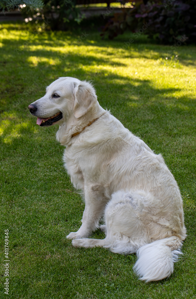 beautiful golden retriever on green grass in garden beautiful golden retriever on green grass in garden