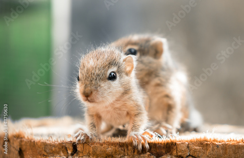 Small Squirrels lost in the wild, cute and adorable newborn orphan squirrel babies barely can walk and climb, three striped palm squirrels lean forward and look for their mother squirrel photograph.