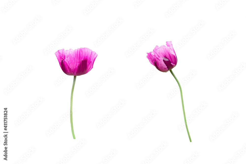 Poppy flower on a white background Poppy flower on a white background