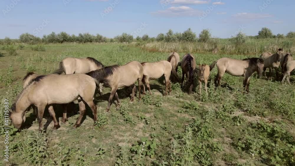 Aerial view, Herd of wild horses grazes on a green meadow. Konik or Polish primitive horse. Top view, Slow motion. Ermakov island, Danube Biosphere Reserve in Danube delta, Ukraine Aerial view, Herd of wild horses grazes on a green meadow. Konik or Polish primitive horse. Top view, Slow motion. Ermakov island, Danube Biosphere Reserve in Danube delta, Ukraine