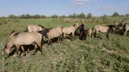 Wallpaper Mural Aerial view, Herd of wild horses grazes on a green meadow. Konik or Polish primitive horse. Top view, Slow motion. Ermakov island, Danube Biosphere Reserve in Danube delta, Ukraine Torontodigital.ca