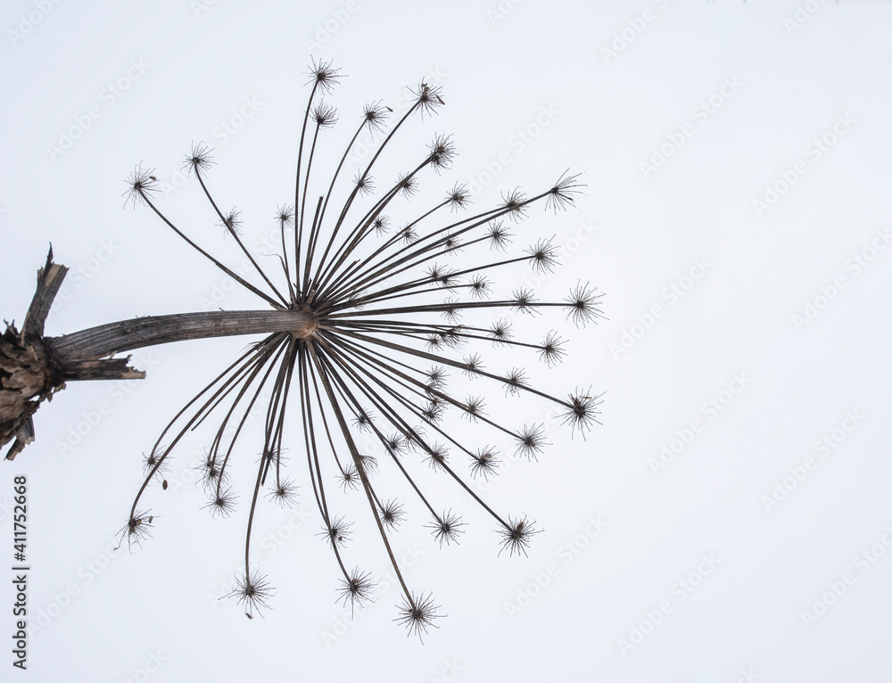 Close-up of hogweed in winter on a white background.