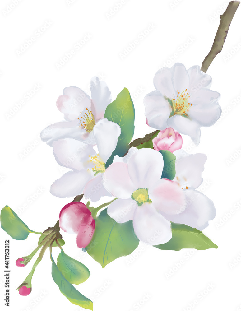 Fototapeta premium Apple Blooming Branch. Watercolor illustration. High resolution. 300 dpi