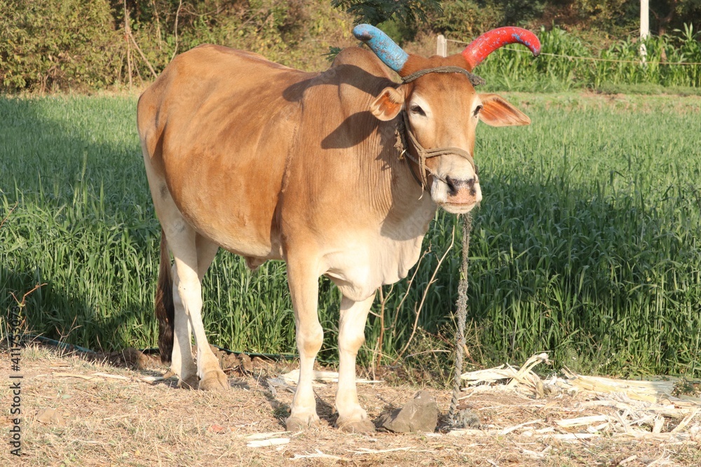 Bull in a field
