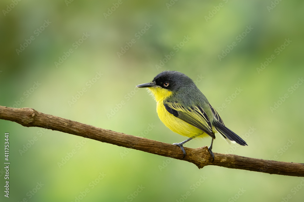 Small and beautiful yellow and black bird. Common-tody-flycatcher, Todirostrum cinereum, sitting on a branch. Very funny and gorgeous bird, looking quite angry. Green rain forest background. Small and beautiful yellow and black bird. Common-tody-flycatcher, Todirostrum cinereum, sitting on a branch. Very funny and gorgeous bird, looking quite angry. Green rain forest background.