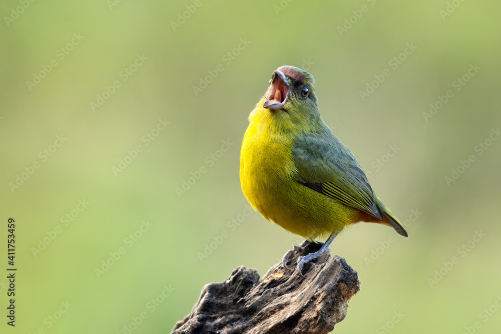 The olive-backed euphonia (Euphonia gouldi) is a small passerine bird in the finch family. Male sitting with open beak on an old tree. The olive-backed euphonia (Euphonia gouldi) is a small passerine bird in the finch family. Male sitting with open beak on an old tree.