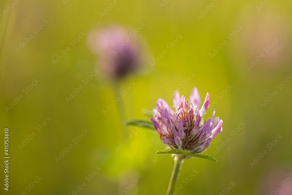 Clover is well known and very common plant, found on many meadows and fields. It can be pink or white or even dark red when used in agriculture. Close up shot of one single clover flower. Clover is well known and very common plant, found on many meadows and fields. It can be pink or white or even dark red when used in agriculture. Close up shot of one single clover flower.