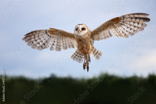 Beautiful Barn Owl just a moment before landing. Amazing bird, quite common within Europe. Blue skies, dark green foliage. Feathered bird in flight.