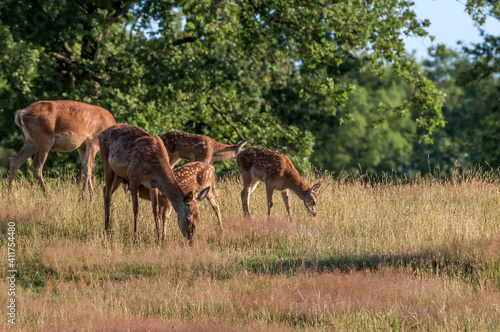 The Red Deer  Cervus elaphus 