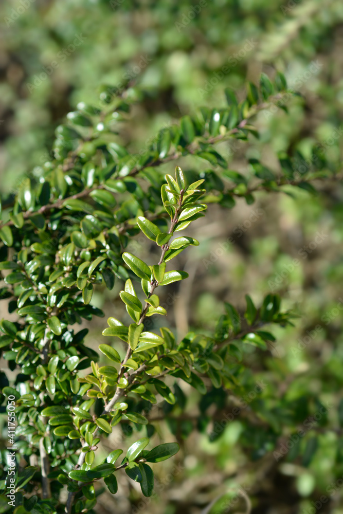 Box-leaved honeysuckle