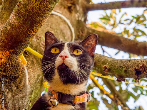 Sticker The black cat on the tree